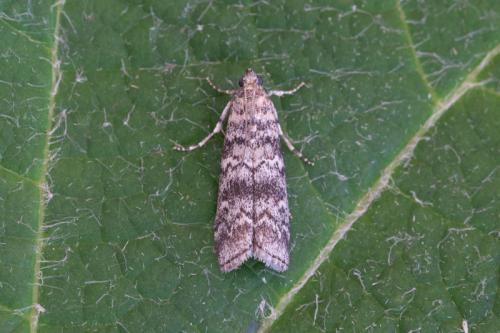 Réf. 243 140 : Dioryctria sp.